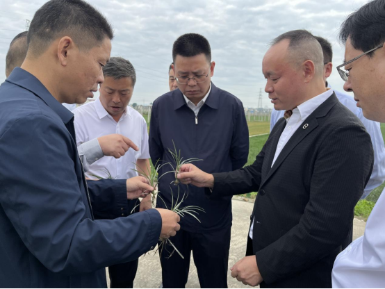 湖北省罗田县委副书记、县长周黎一行莅临公司 共探中药材全产业链发展新路径 - 四川代代为本农业科技有限公司